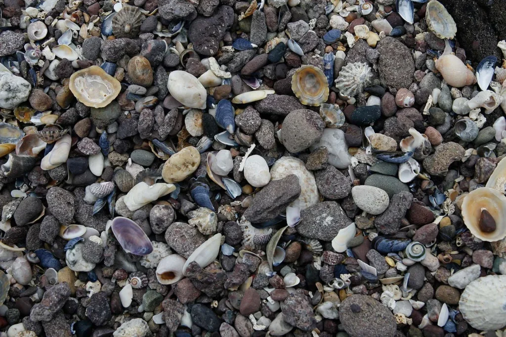 Muscheln und Kieselsteine in vielen Farben dicht an dicht am Strand