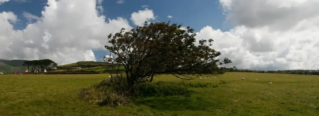 Breites Panorama: windgebeugter Baum auf einer grünen Wiese, dahinter Hecken, Höfe und Schafe unter Wolken