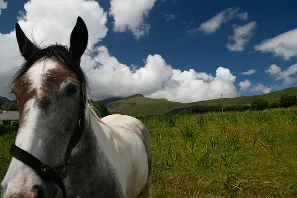 Helles Pferd mit braunem Fleck im Gesicht auf einer grünen Weide, dahinter Berge und Wolken