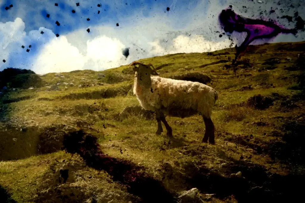 Schaf mit Hörnern steht auf einem Hang unter blauem Himmel, im Himmel dunkle Flecken