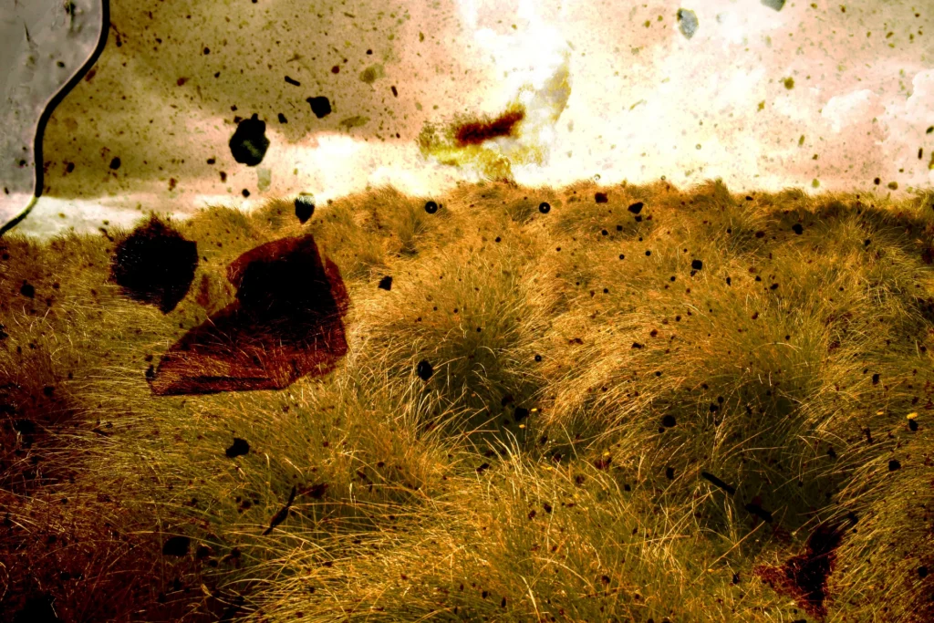 Hohes goldenes Gras unter hellem Himmel, links ein rötlicher Fleck