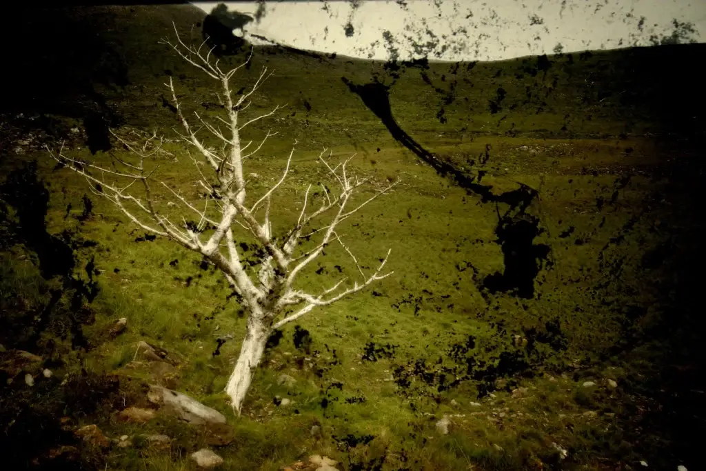 Kahler, heller Baum auf einem grünen Hang