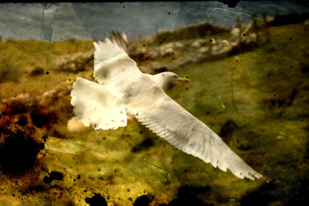 Möwe im Flug über einer Wiese, die Farben sind warm verschoben und von Flecken überlagert