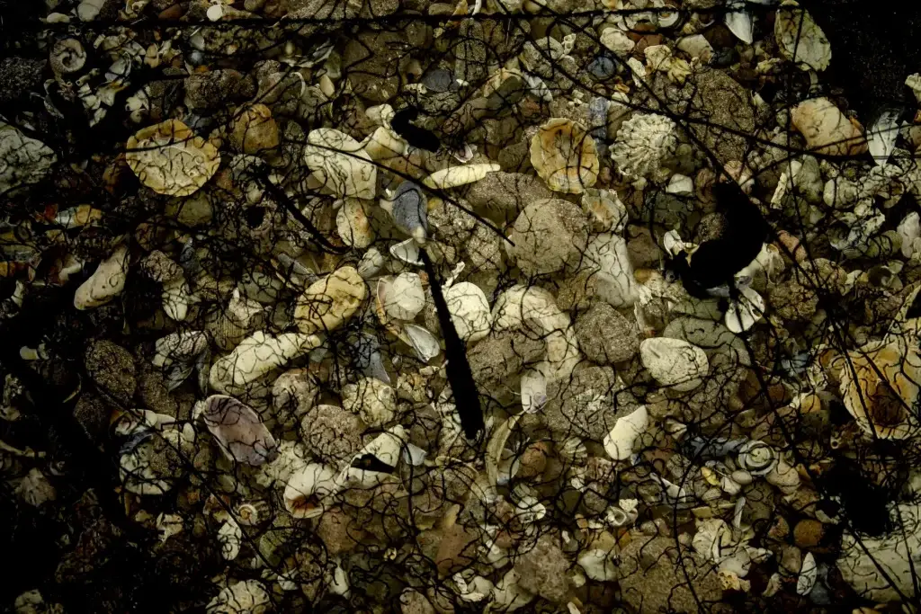 Muscheln und Steine, überlagert von dunklen Linien, in Sepiatönen