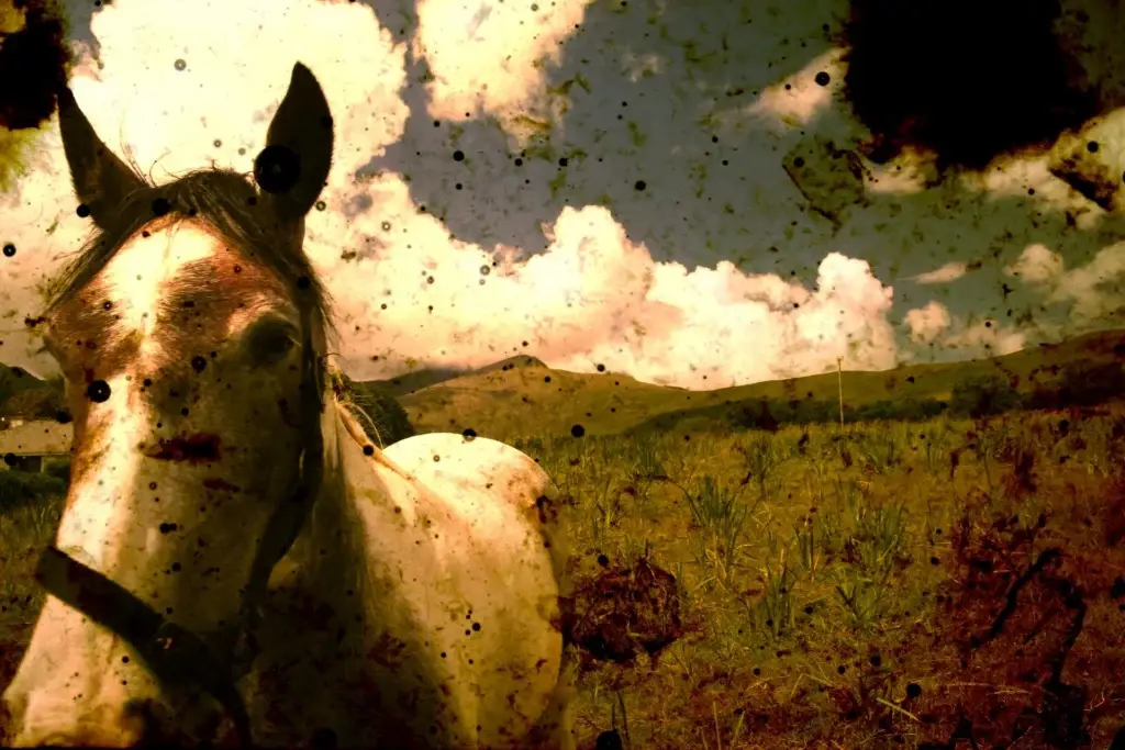 Pferd auf einer Weide unter Wolkenhimmel, die Farben sind warm verschoben, am Rand dunkle Flecken